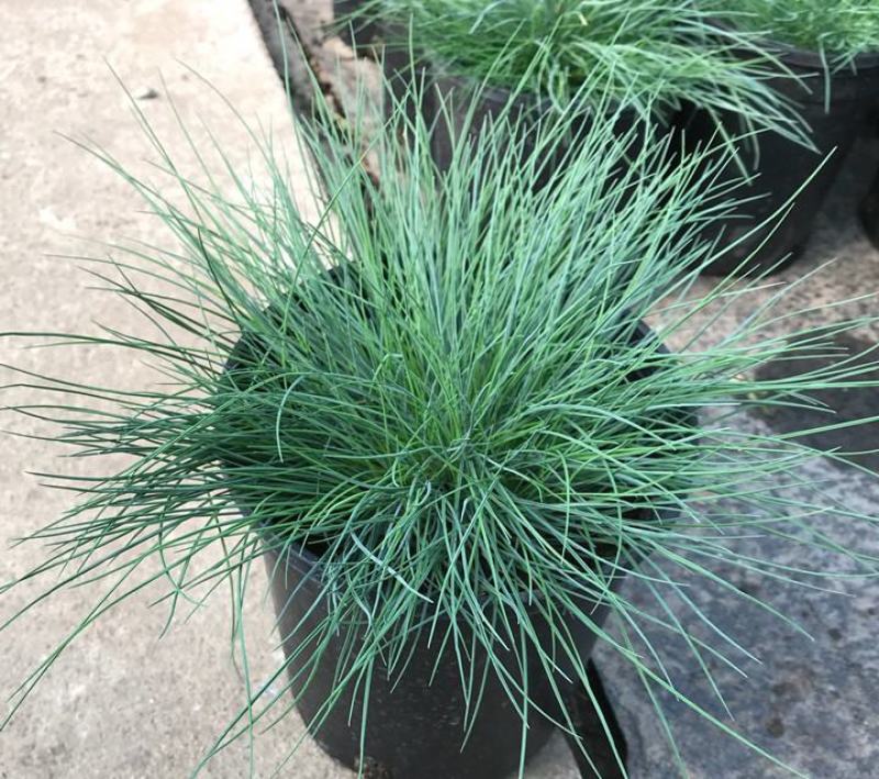 蓝羊茅苗花园庭院植物花卉耐寒地被观叶宿根四季绿植