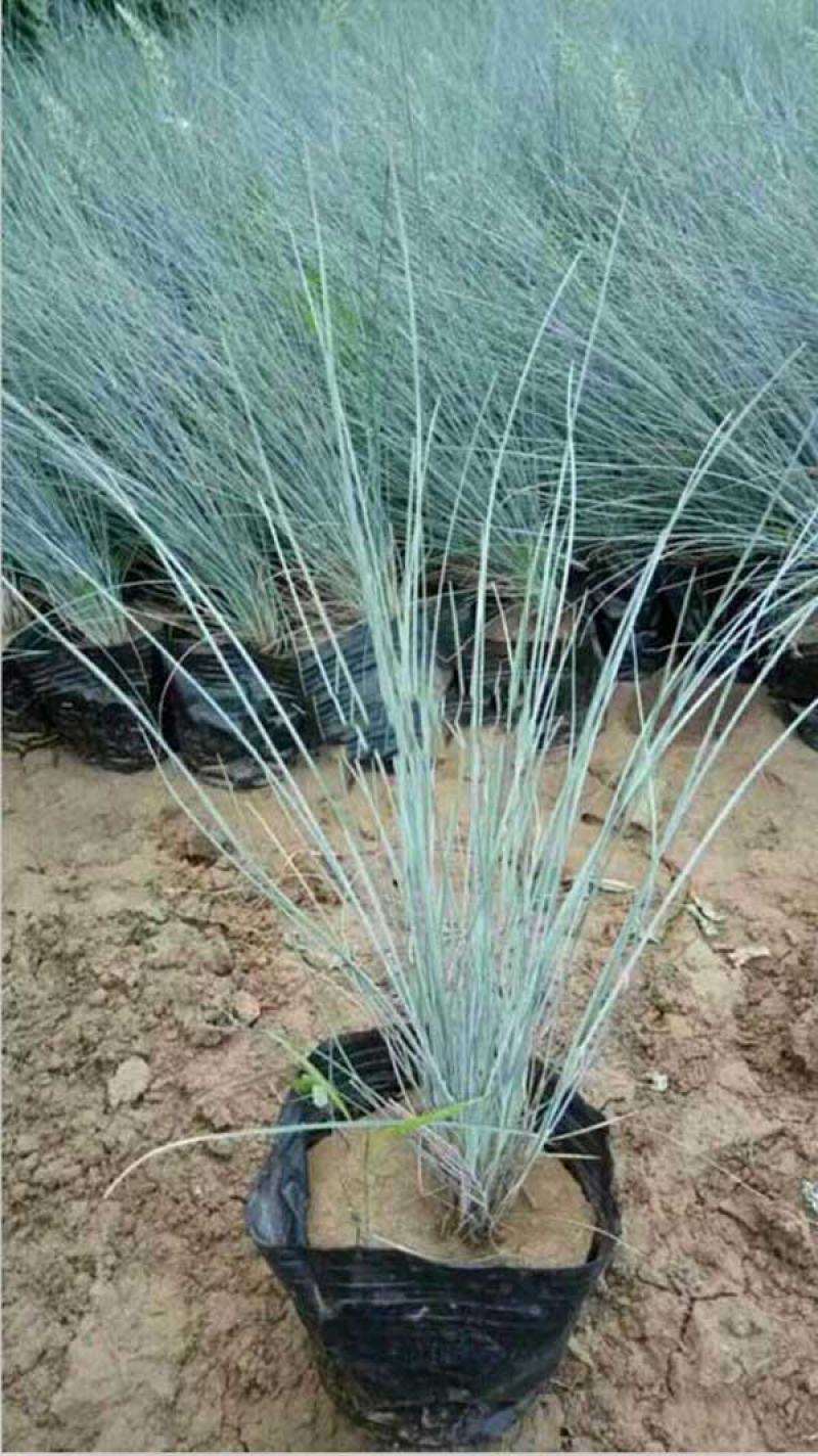 蓝羊茅苗花园庭院植物花卉耐寒地被观叶宿根四季绿植