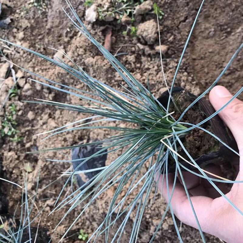 蓝羊茅苗花园庭院植物花卉耐寒地被观叶宿根四季绿植