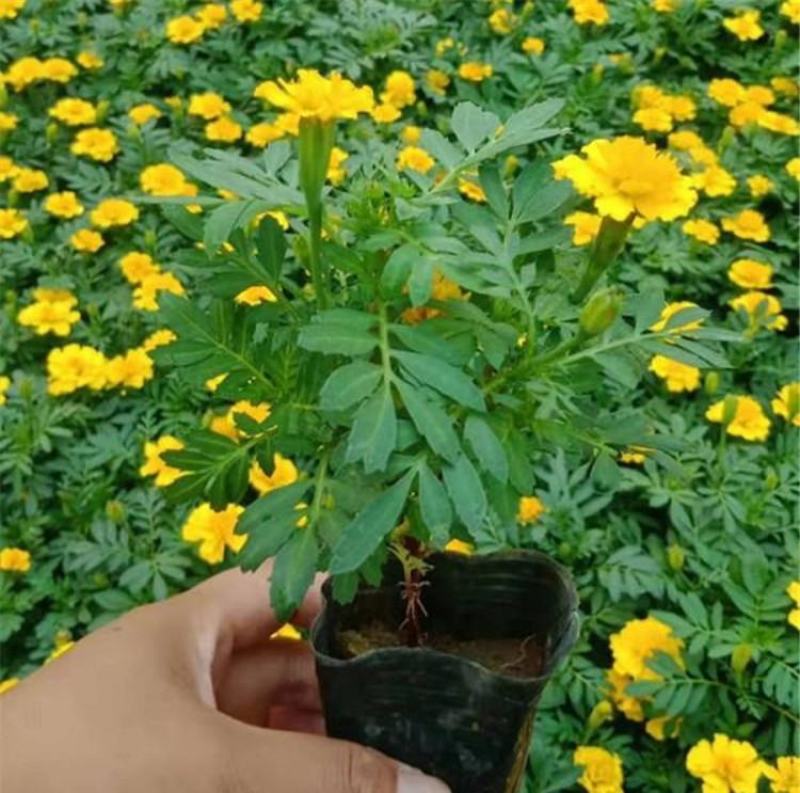 孔雀草花苗盆栽阳台庭院万寿菊园林绿化花卉带花发货景观工程