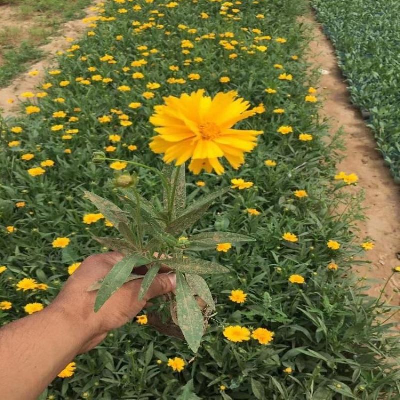 孔雀草花苗盆栽阳台庭院万寿菊园林绿化花卉带花发货景观工程