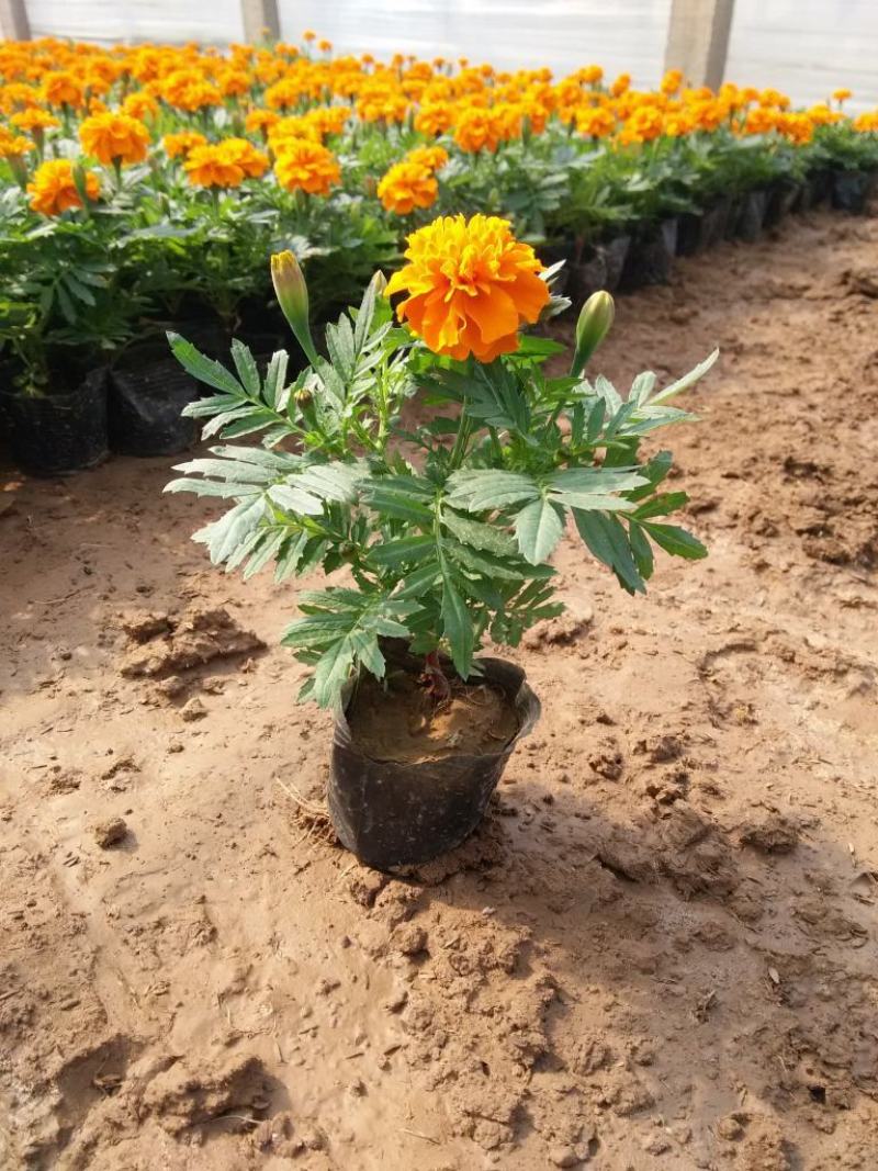 孔雀草花苗盆栽阳台庭院万寿菊园林绿化花卉带花发货景观工程