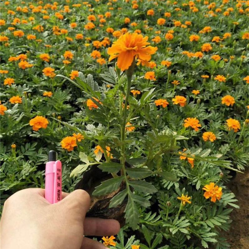 孔雀草花苗盆栽阳台庭院万寿菊园林绿化花卉带花发货景观工程