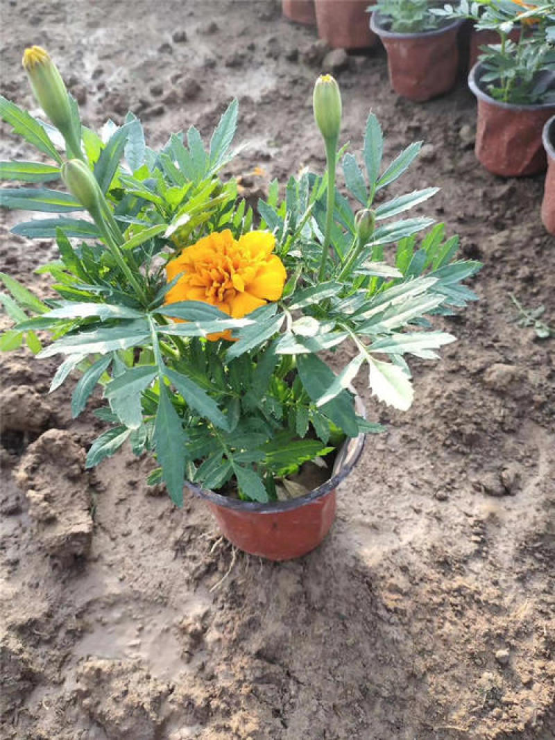 孔雀草花苗盆栽阳台庭院万寿菊园林绿化花卉带花发货景观工程