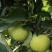 新疆王林青苹果/新疆王林/阿克苏苹果/冰糖心苹果