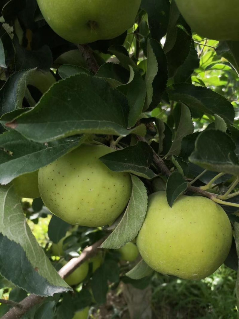 新疆王林青苹果/新疆王林/阿克苏苹果/冰糖心苹果