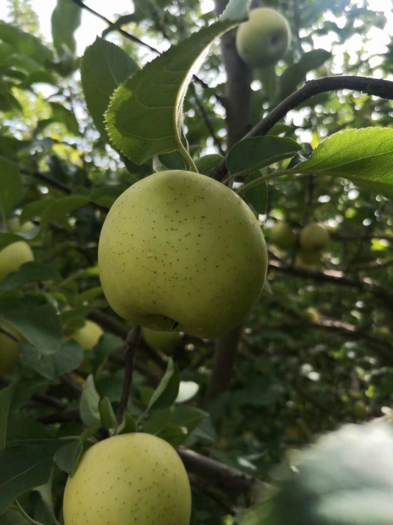 新疆王林青苹果/新疆王林/阿克苏苹果/冰糖心苹果