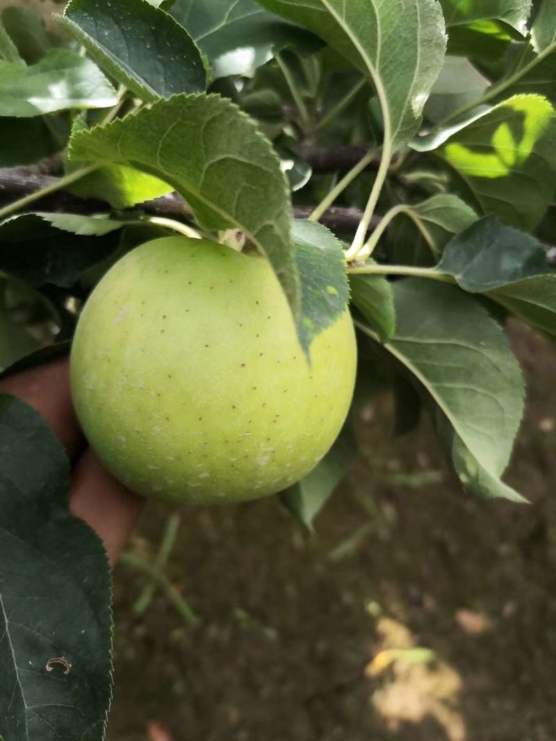 新疆王林青苹果/新疆王林/阿克苏苹果/冰糖心苹果