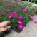 欧石竹盆栽花耐寒耐旱花期长适合庭院花园绿化开花草坪