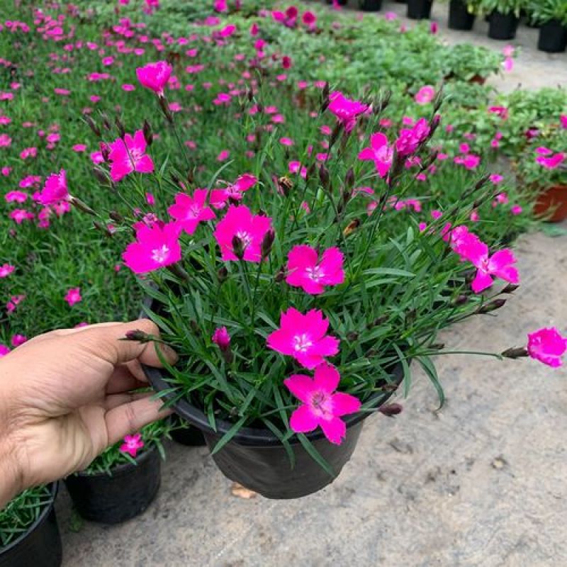 欧石竹盆栽花耐寒耐旱花期长适合庭院花园绿化开花草坪