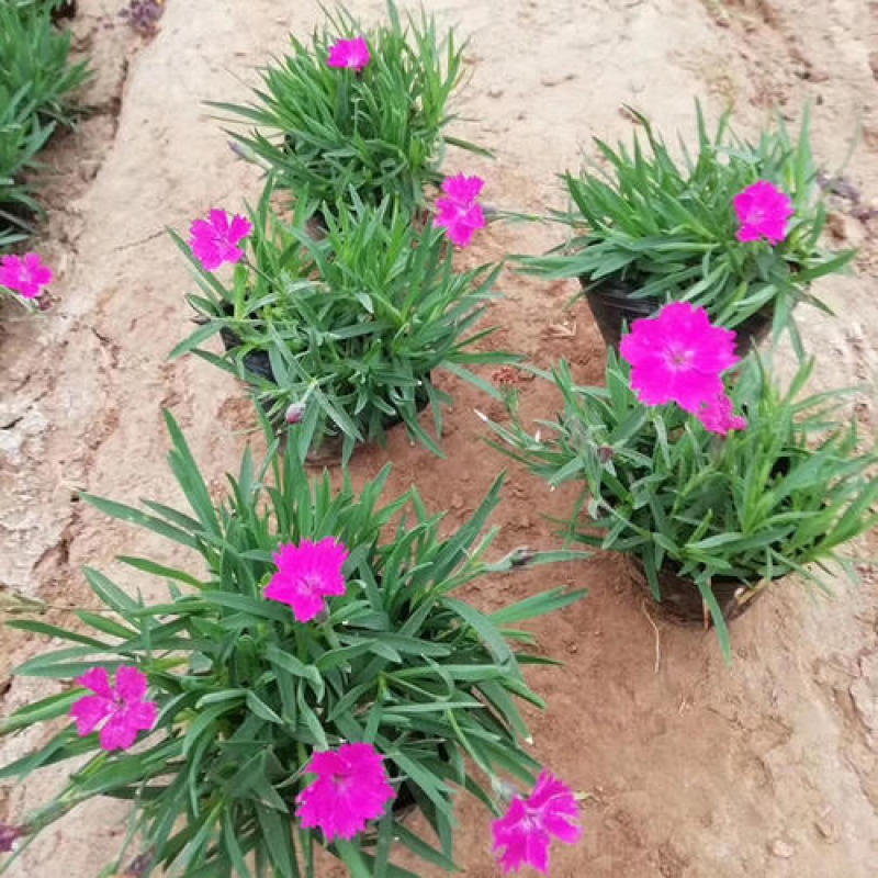 欧石竹盆栽花耐寒耐旱花期长适合庭院花园绿化开花草坪