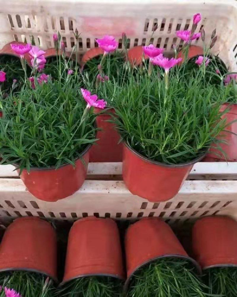 欧石竹盆栽花耐寒耐旱花期长适合庭院花园绿化开花草坪