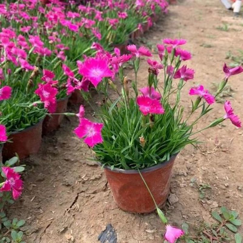 欧石竹盆栽花耐寒耐旱花期长适合庭院花园绿化开花草坪