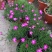欧石竹盆栽花耐寒耐旱花期长适合庭院花园绿化开花草坪