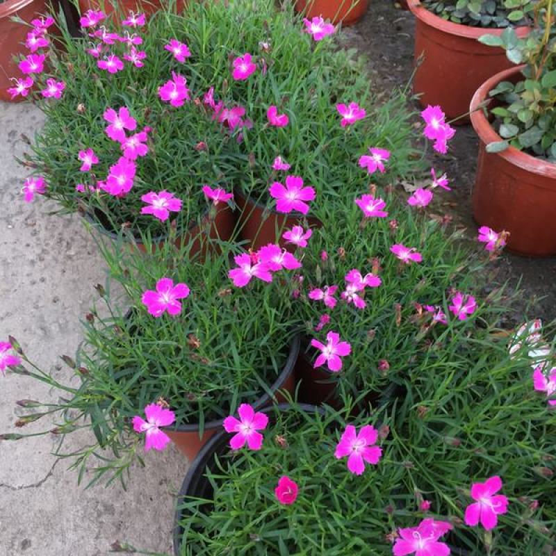 欧石竹盆栽花耐寒耐旱花期长适合庭院花园绿化开花草坪