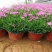 欧石竹盆栽花耐寒耐旱花期长适合庭院花园绿化开花草坪