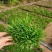欧石竹盆栽花耐寒耐旱花期长适合庭院花园绿化开花草坪