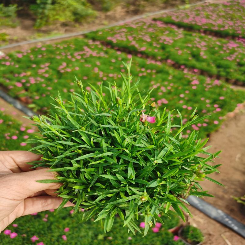 欧石竹盆栽花耐寒耐旱花期长适合庭院花园绿化开花草坪