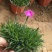 欧石竹盆栽花耐寒耐旱花期长适合庭院花园绿化开花草坪