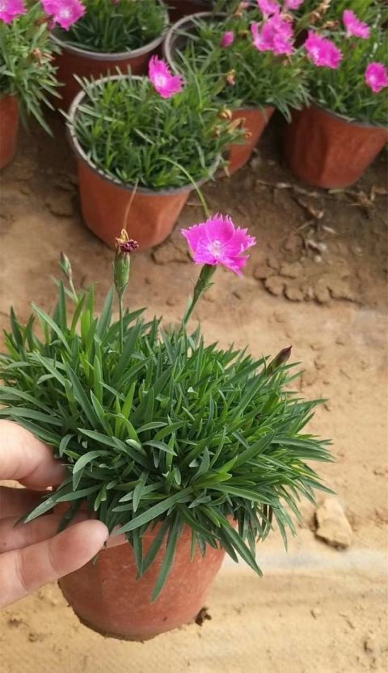 欧石竹盆栽花耐寒耐旱花期长适合庭院花园绿化开花草坪