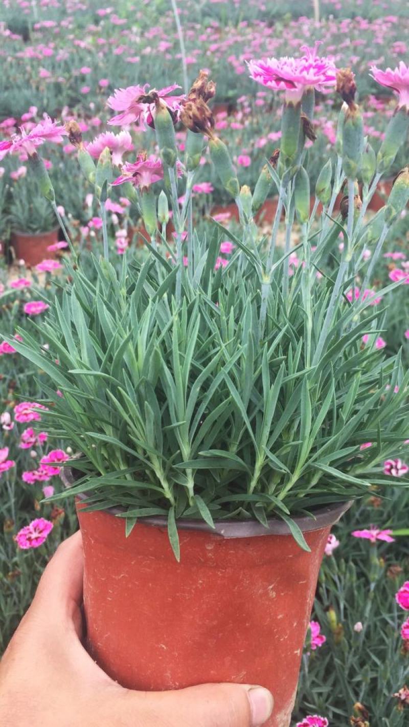 欧石竹盆栽花耐寒耐旱花期长适合庭院花园绿化开花草坪