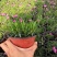 欧石竹盆栽花耐寒耐旱花期长适合庭院花园绿化开花草坪