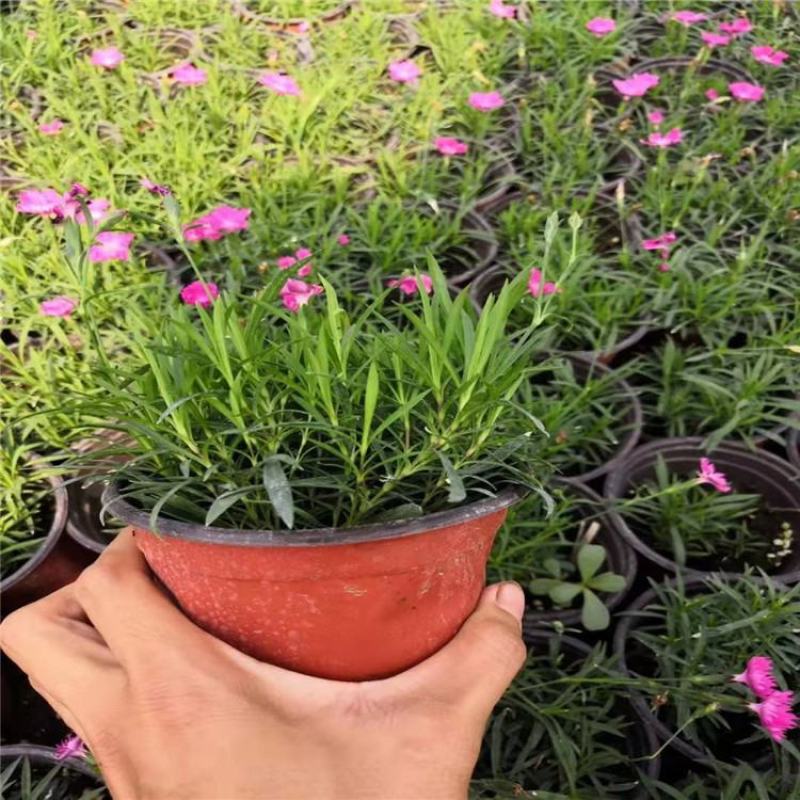 欧石竹盆栽花耐寒耐旱花期长适合庭院花园绿化开花草坪