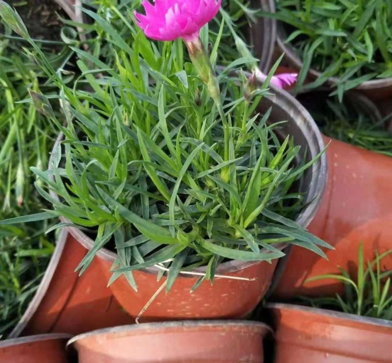 欧石竹盆栽花耐寒耐旱花期长适合庭院花园绿化开花草坪
