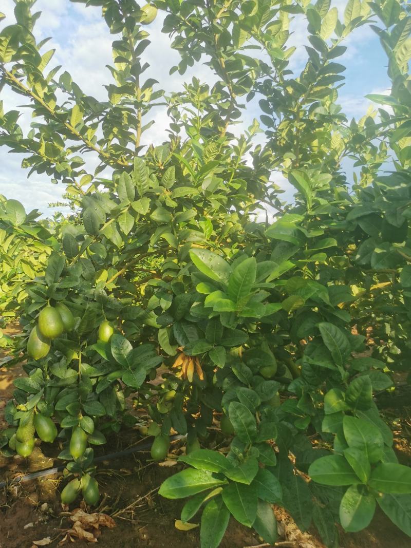 产地直销，价格优惠