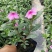 长春花天天开盆栽带花发货四季开花不断四季梅观花植物