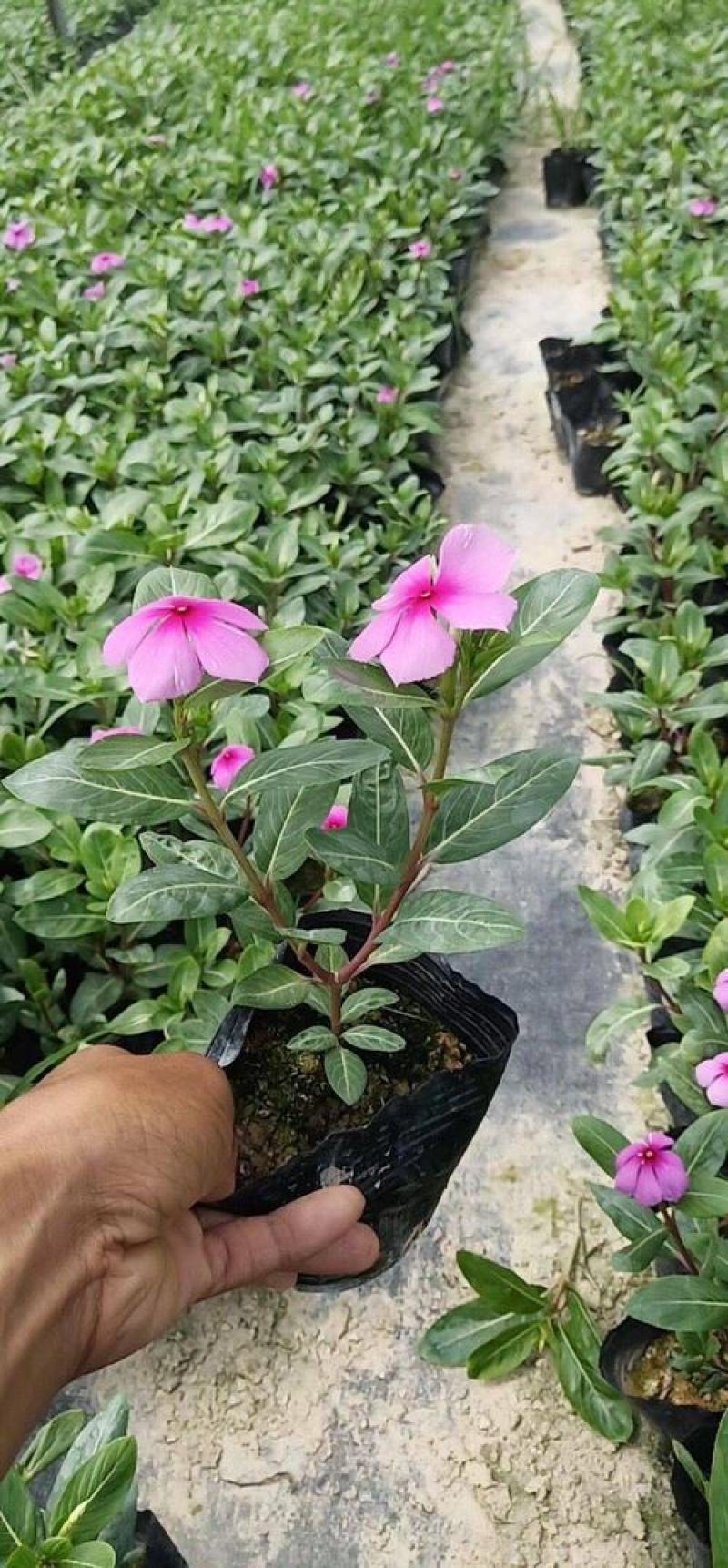 长春花天天开盆栽带花发货四季开花不断四季梅观花植物