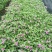 长春花天天开盆栽带花发货四季开花不断四季梅观花植物