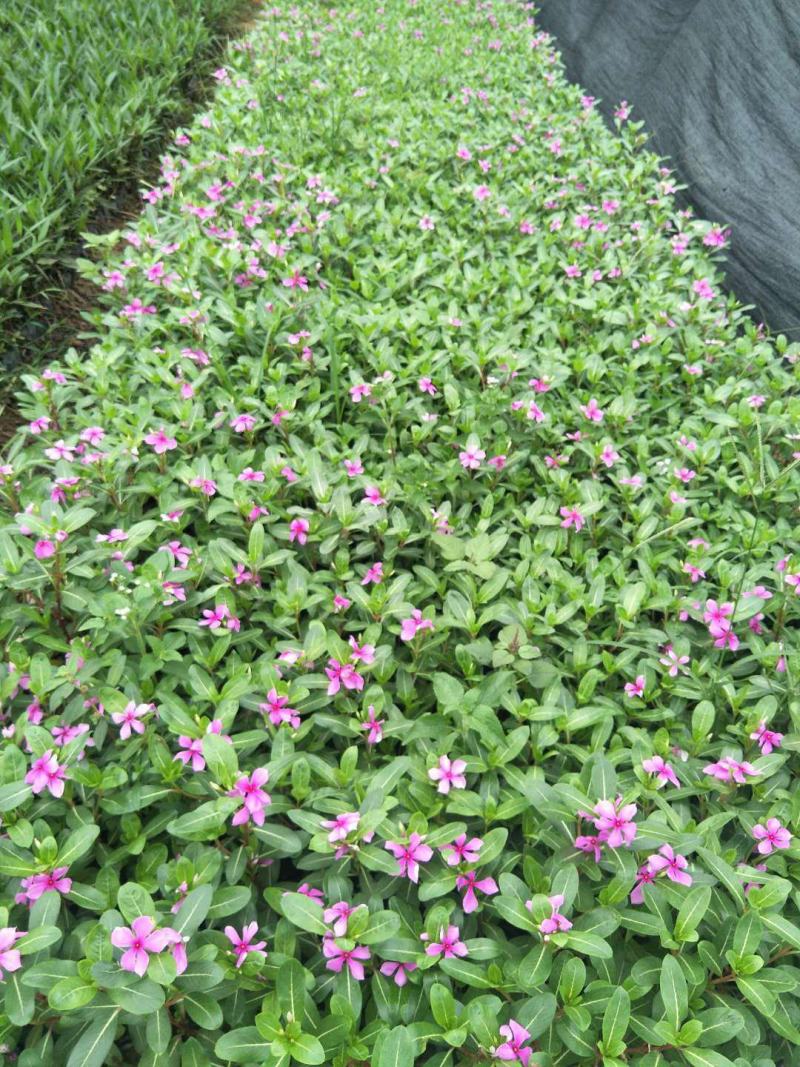 长春花天天开盆栽带花发货四季开花不断四季梅观花植物