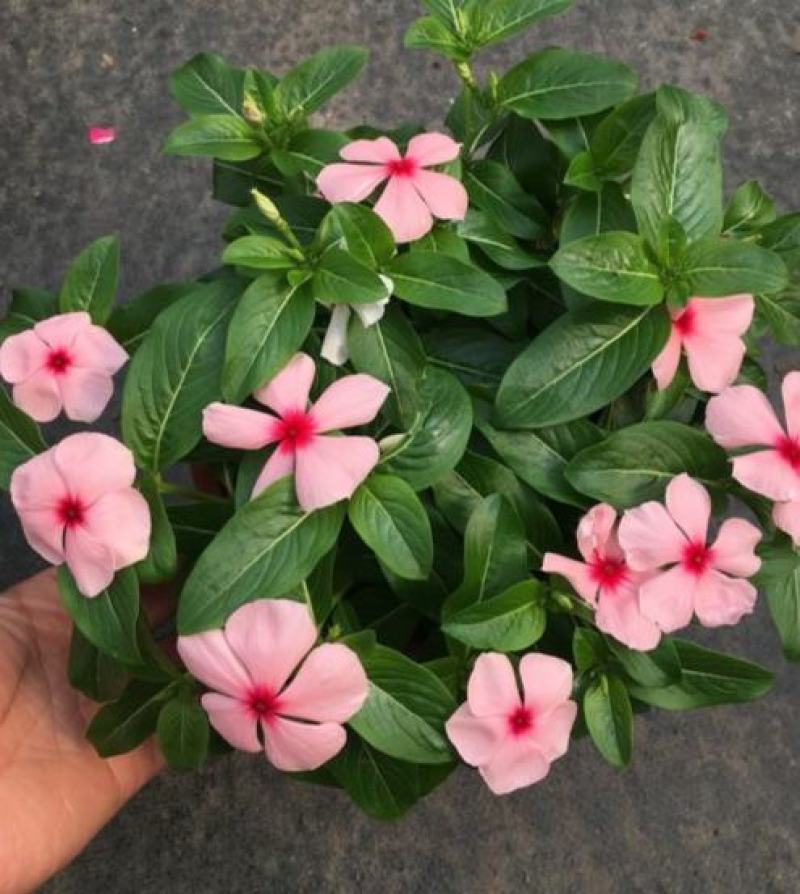 长春花天天开盆栽带花发货四季开花不断四季梅观花植物