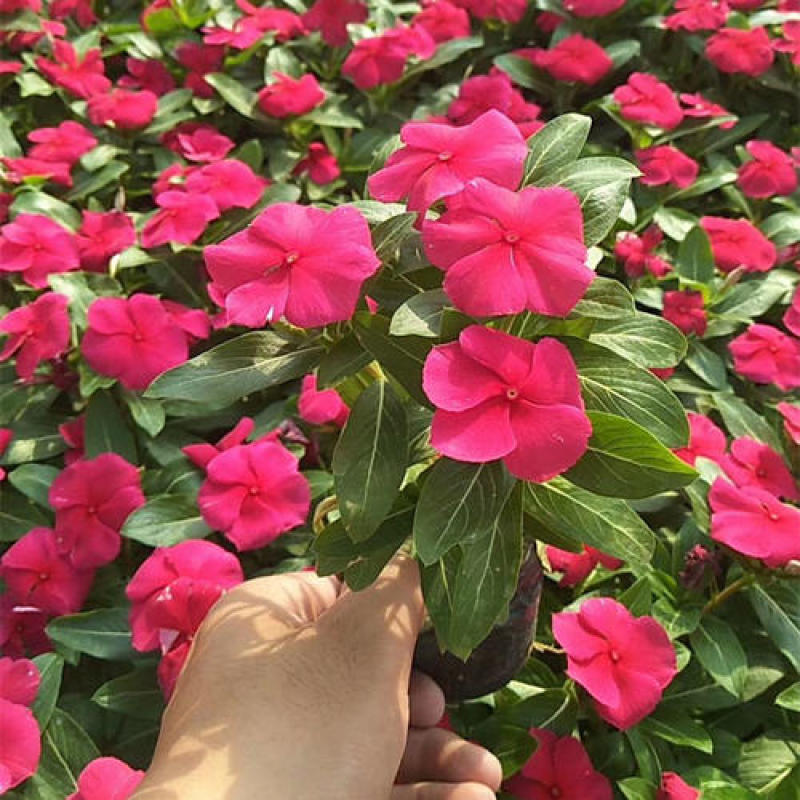 长春花天天开盆栽带花发货四季开花不断四季梅观花植物