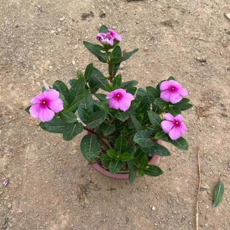 长春花天天开盆栽带花发货四季开花不断四季梅观花植物