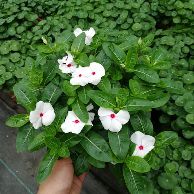 长春花天天开盆栽带花发货四季开花不断四季梅观花植物