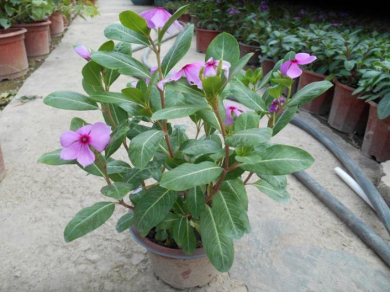 长春花天天开盆栽带花发货四季开花不断四季梅观花植物
