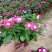长春花天天开盆栽带花发货四季开花不断四季梅观花植物