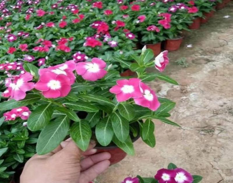 长春花天天开盆栽带花发货四季开花不断四季梅观花植物