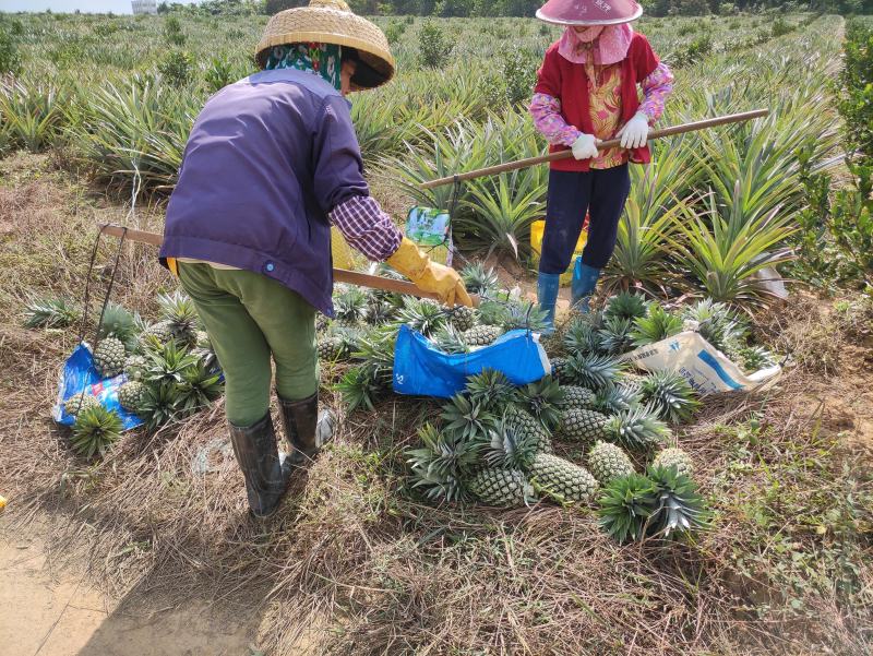 海南直发金钻凤梨苗，西瓜凤梨苗芒果凤梨苗