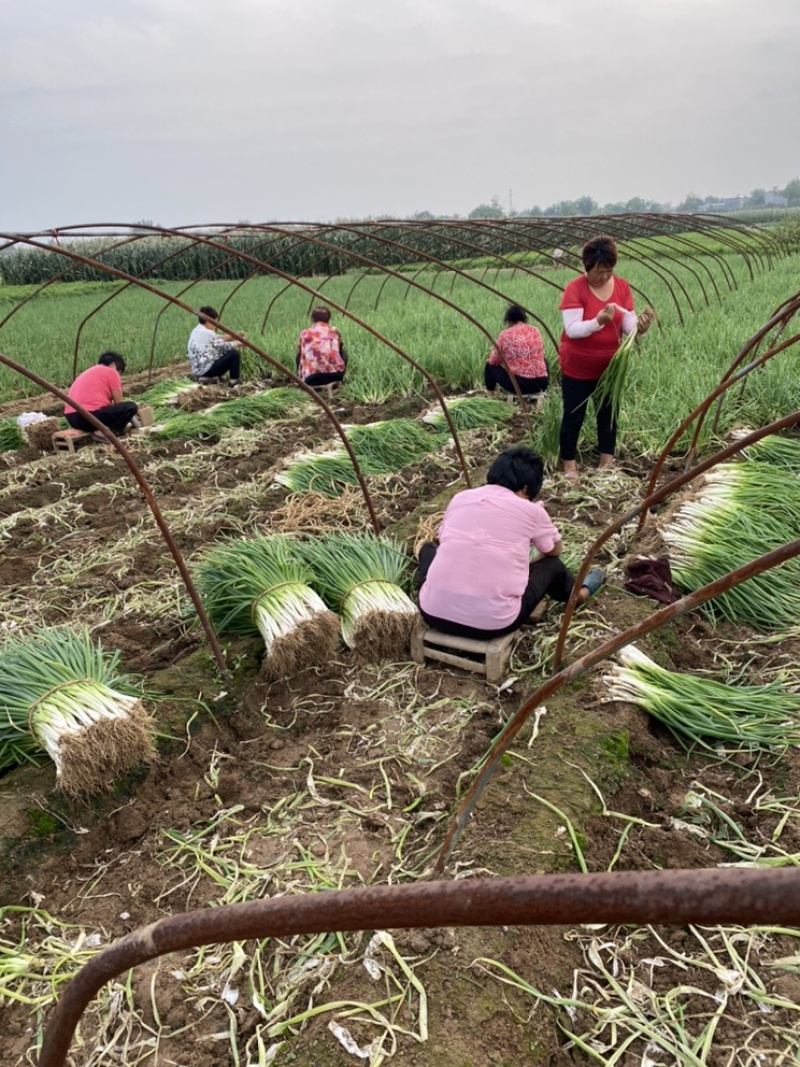 大量优质黑分葱上市了需要的联系大量优质黑粉葱大量上市了