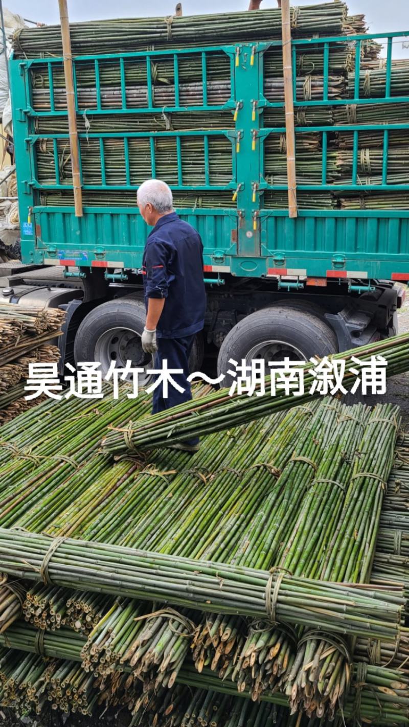 雪峰山2.8米、2.5米、2.4米金竹、铁竹、山竹