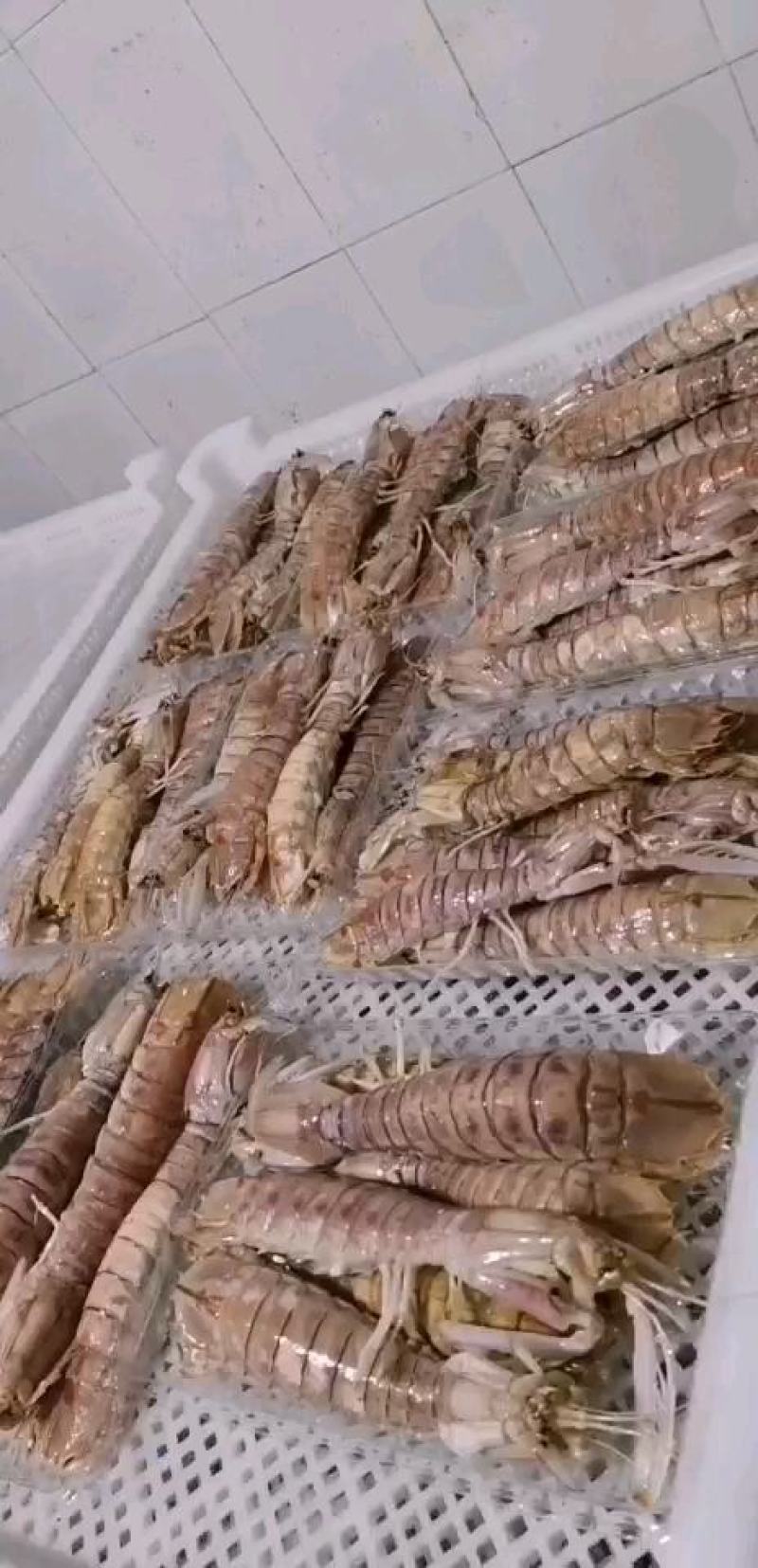 爬爬虾濑尿虾皮皮虾(6-8只/斤约16-20cm)