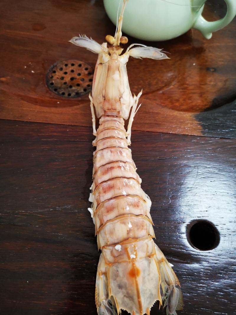 爬爬虾濑尿虾皮皮虾(6-8只/斤约16-20cm)