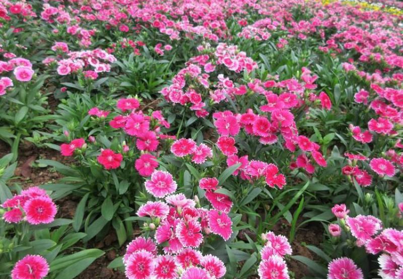 五彩石竹花苗盆栽欧石竹粉贝彩虹绿植常夏石竹耐旱耐寒花卉