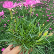 五彩石竹花苗盆栽欧石竹粉贝彩虹绿植常夏石竹耐旱耐寒花卉