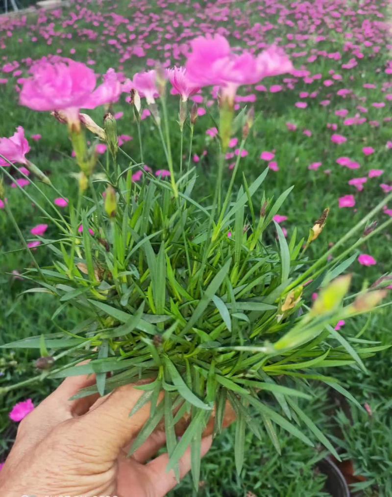 五彩石竹花苗盆栽欧石竹粉贝彩虹绿植常夏石竹耐旱耐寒花卉