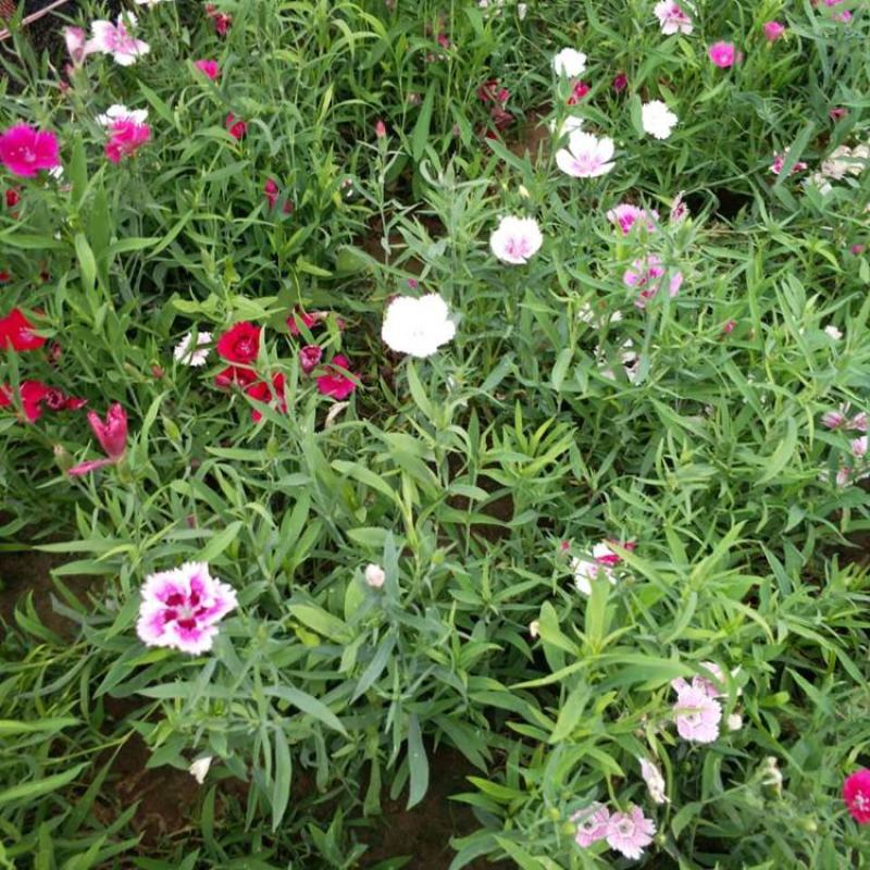 五彩石竹花苗盆栽欧石竹粉贝彩虹绿植常夏石竹耐旱耐寒花卉