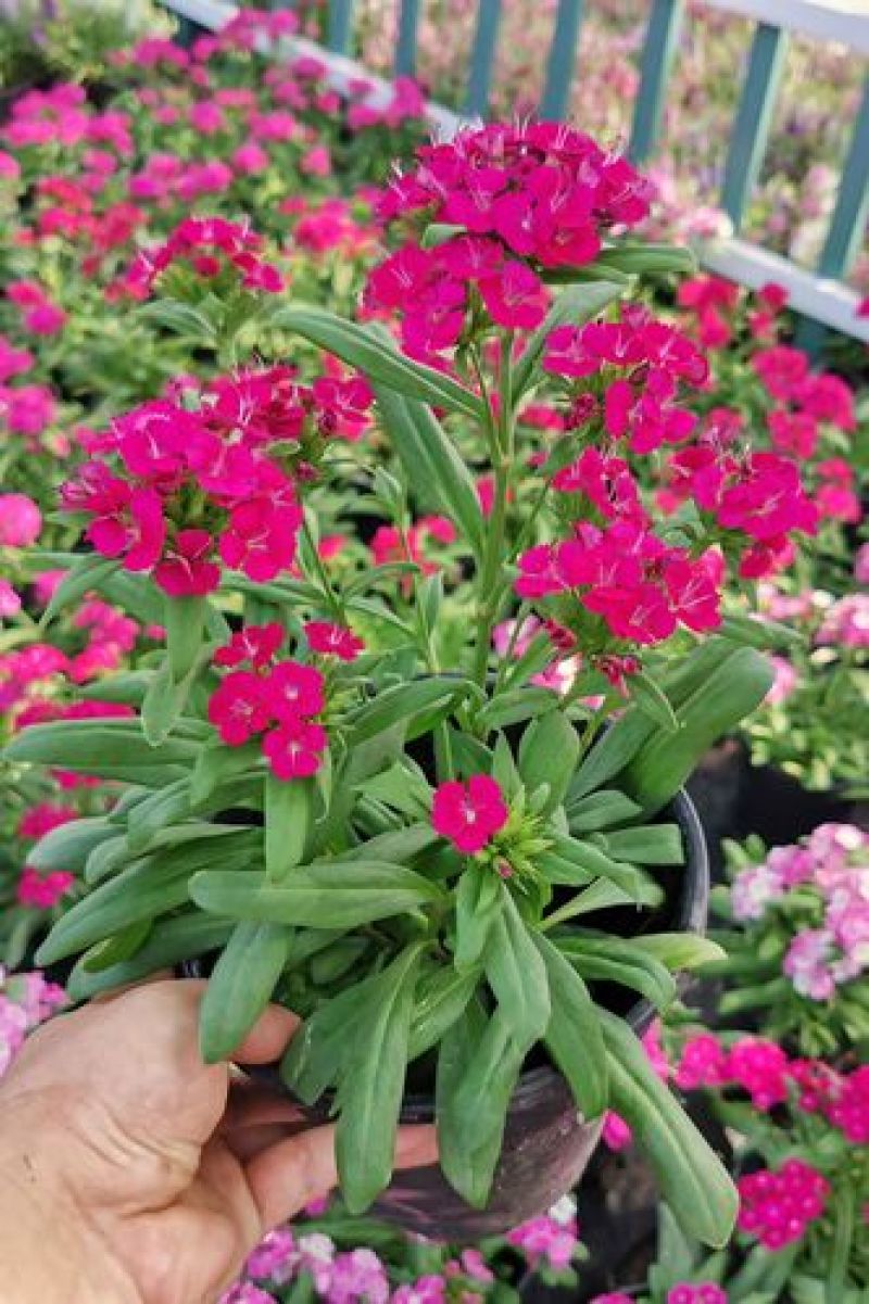 五彩石竹花苗盆栽欧石竹粉贝彩虹绿植常夏石竹耐旱耐寒花卉